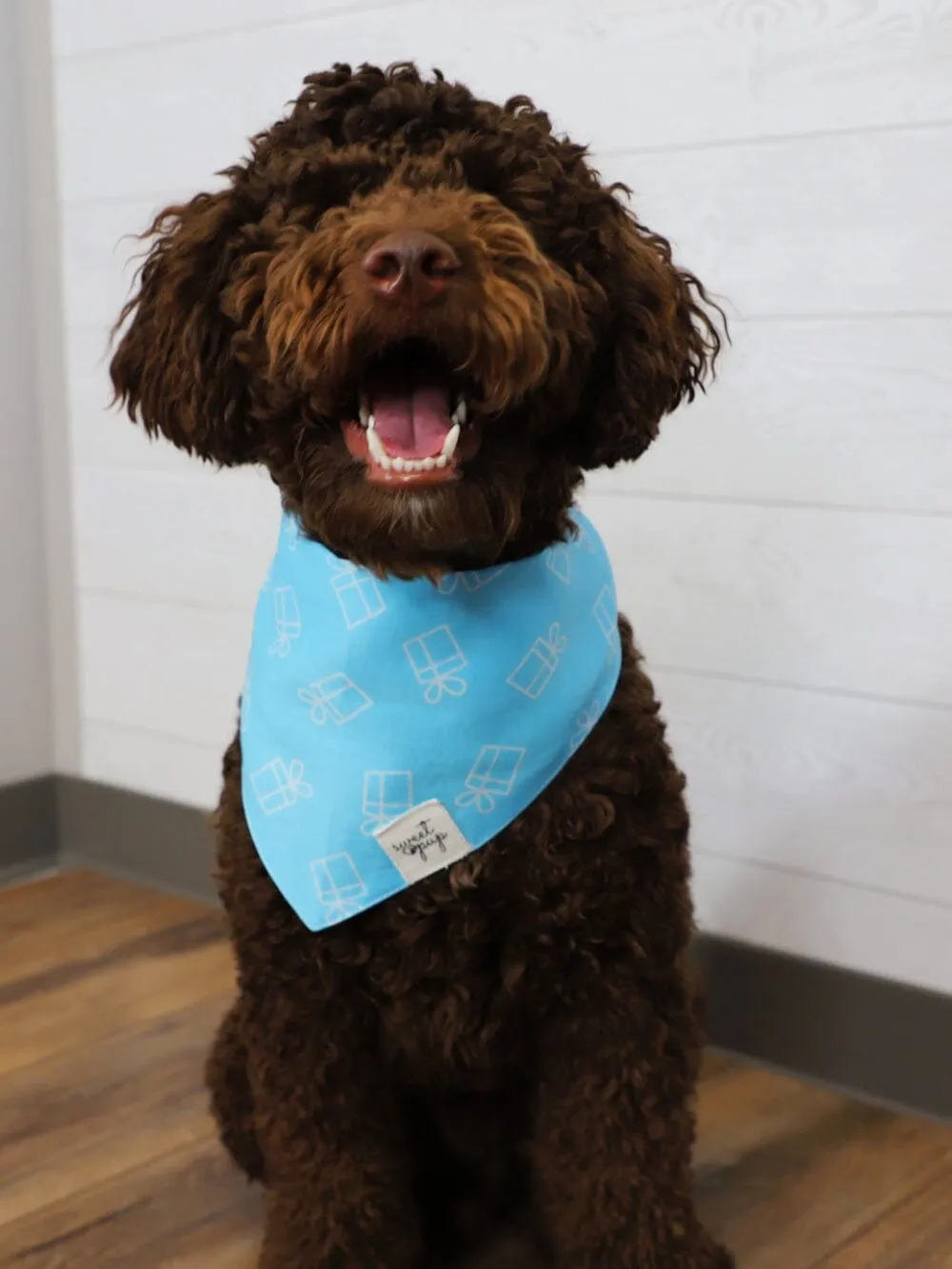 Dog Bandana - Dog Birthday Bandana Dog Prezzie Blue