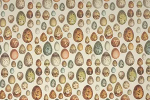 Florentine Print Eggs