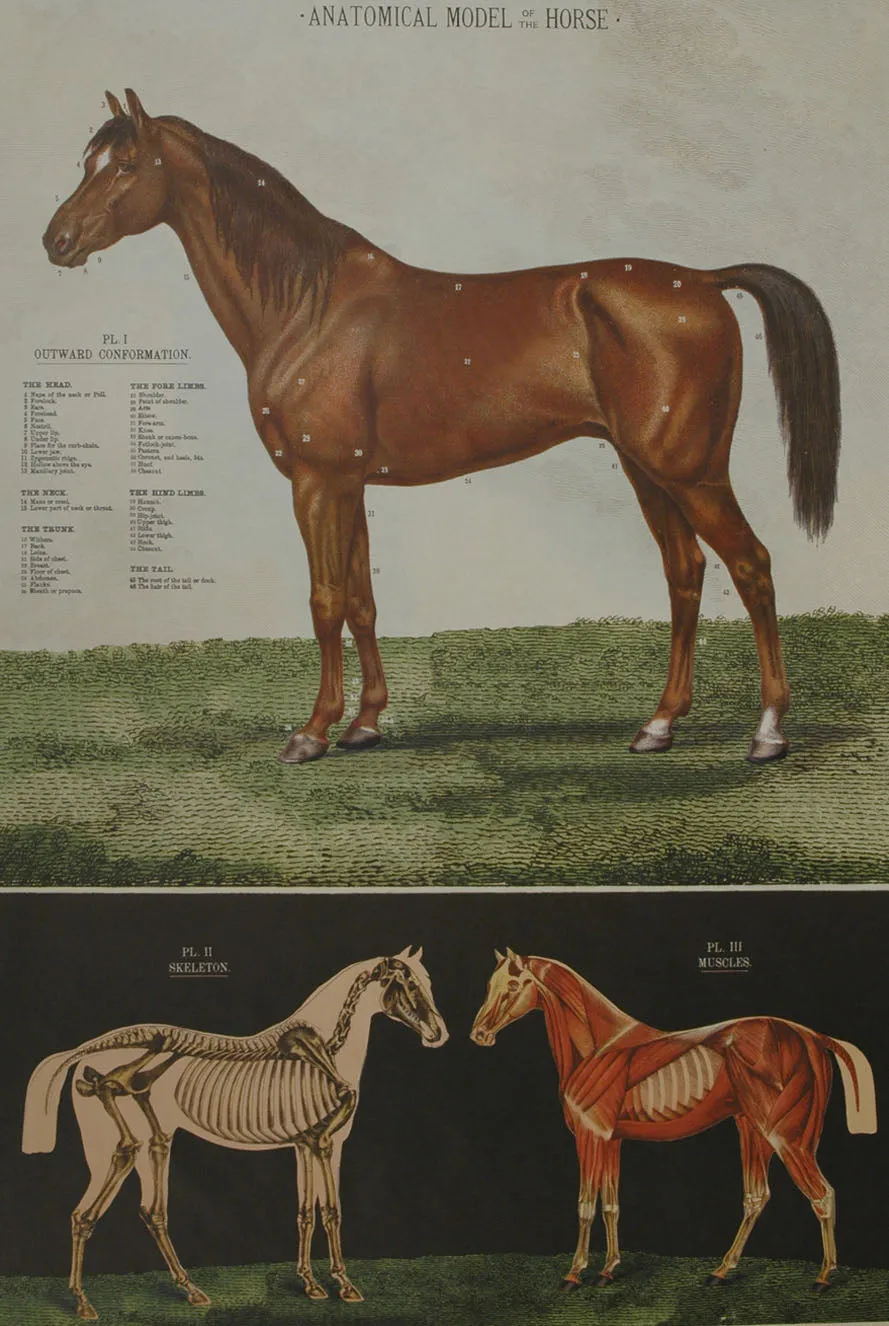 Florentine Print Horse Anatomical Model